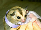 Photo of Calypso
