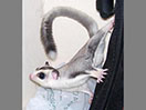 Photo of Gilthanas - JustForFuzzies