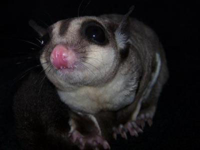 photo of Delia