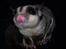 Mother photo
