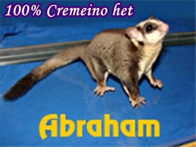 photo of Abraham - 100% Het Creamino