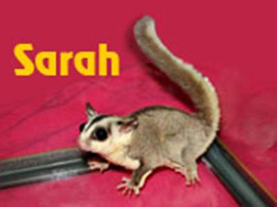 photo of Sarah - 100% Het Creamino