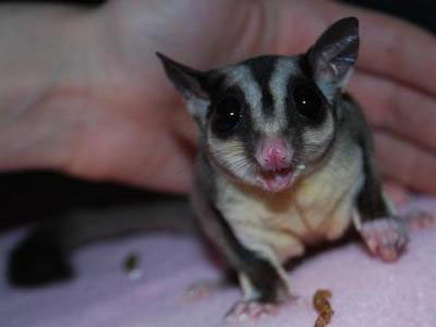 photo of Violet - SJ Gliders