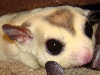 photo of Smokey - Mosaic/WFB - TPG