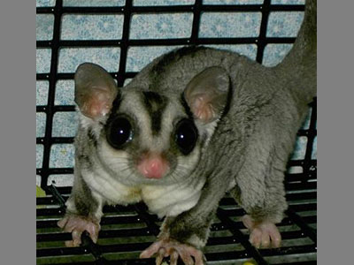 photo of Makoura