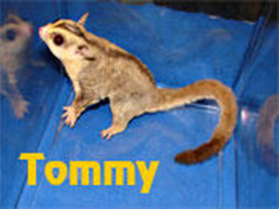 photo of Tommy  - S&S 100% WFB Creamino Het