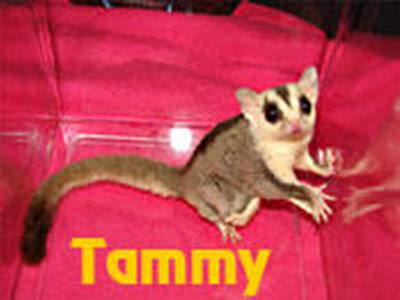 photo of Tammy - S&S WFB, Creamino Het