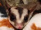 Photo of Cher - TPG 100% Creamino Het
