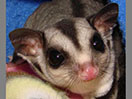 Photo of Crimson - 100% Creamino Het TPG
