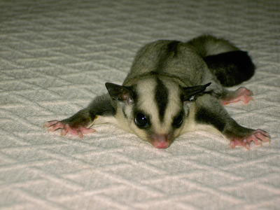 photo of Star - Leu Het