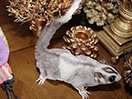 Photo of Taz