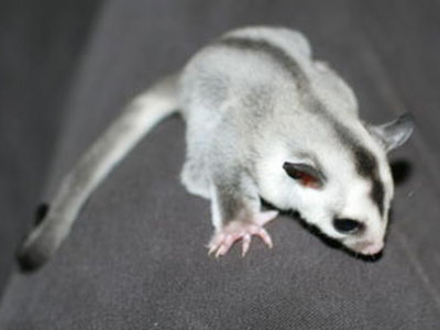 photo of Whisper