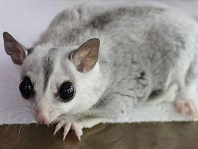 photo of Tera-Mosaic