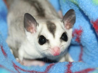 photo of Banjo