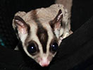 Photo of Lachlan HSG
