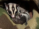 Photo of Mackenzie (Mouse) HSG