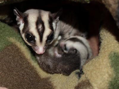 photo of Mackenzie (Mouse) HSG